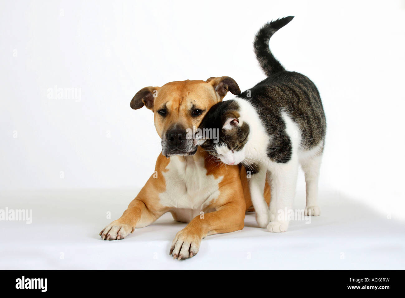 American Staffordshire Terrier And Domestic Cat Stock Photo Alamy