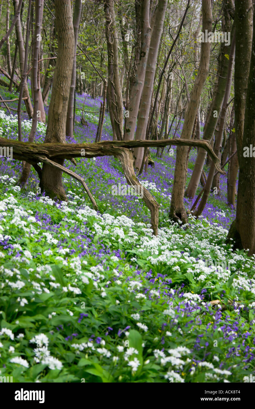 Wooded Forest of White Wild Garlic and Bluebells and trees Tyneham Village Nr Wareham Dorset Stock Photo