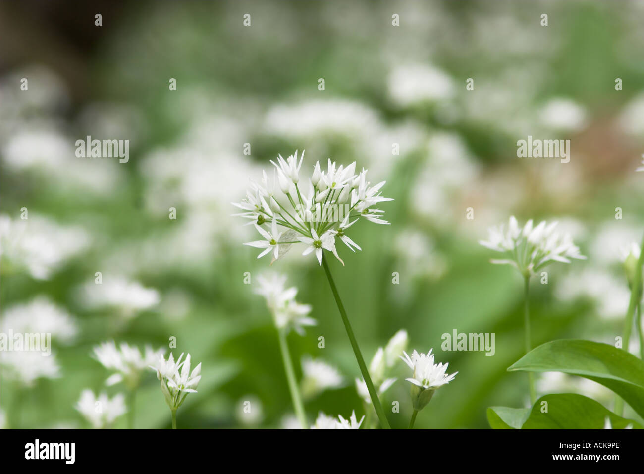 Allium Ursinum White Wild Garlic Stock Photo