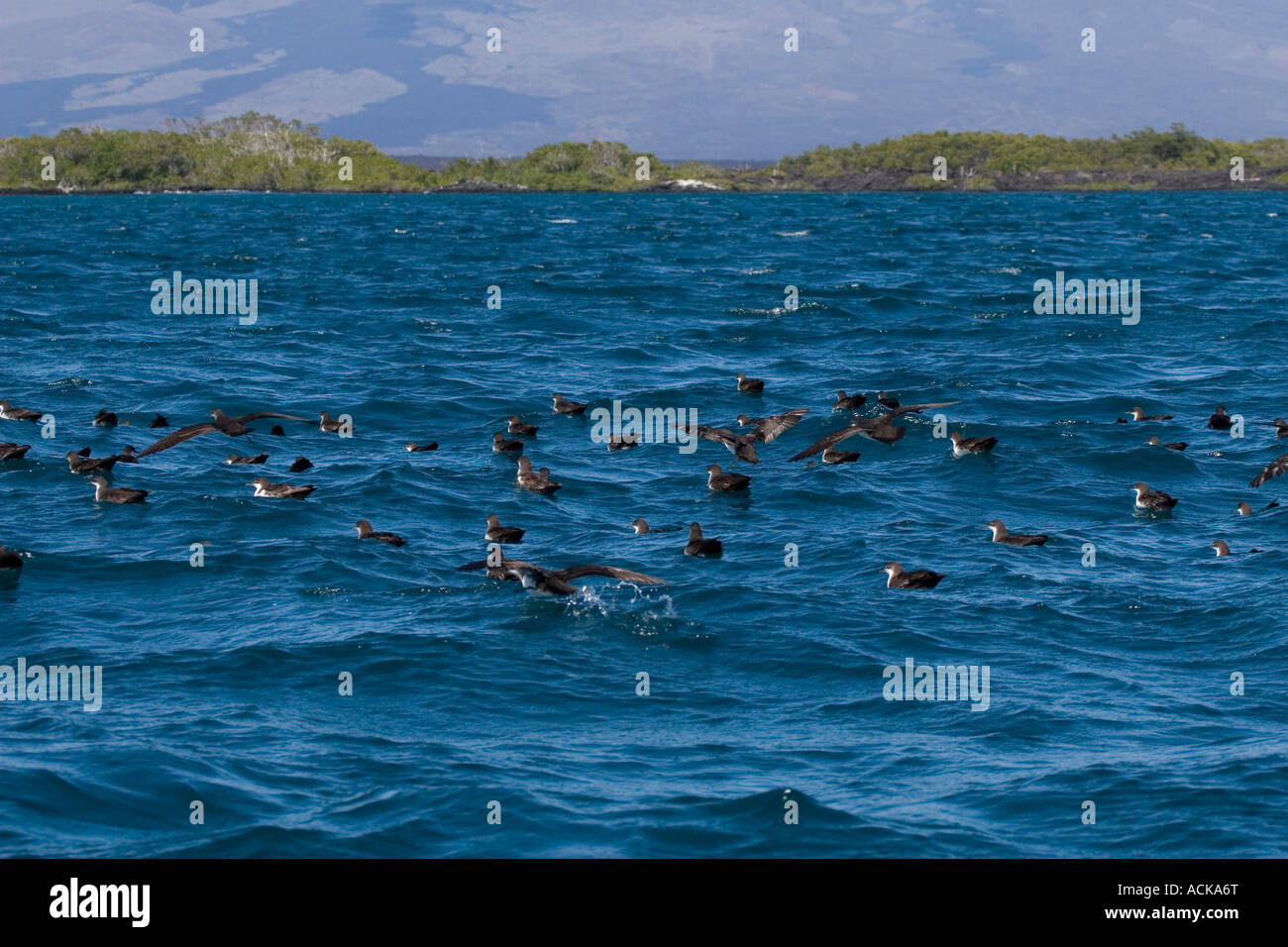 flock of Audubons Shearwaters resting on the sea Galapagos islands Stock Photo