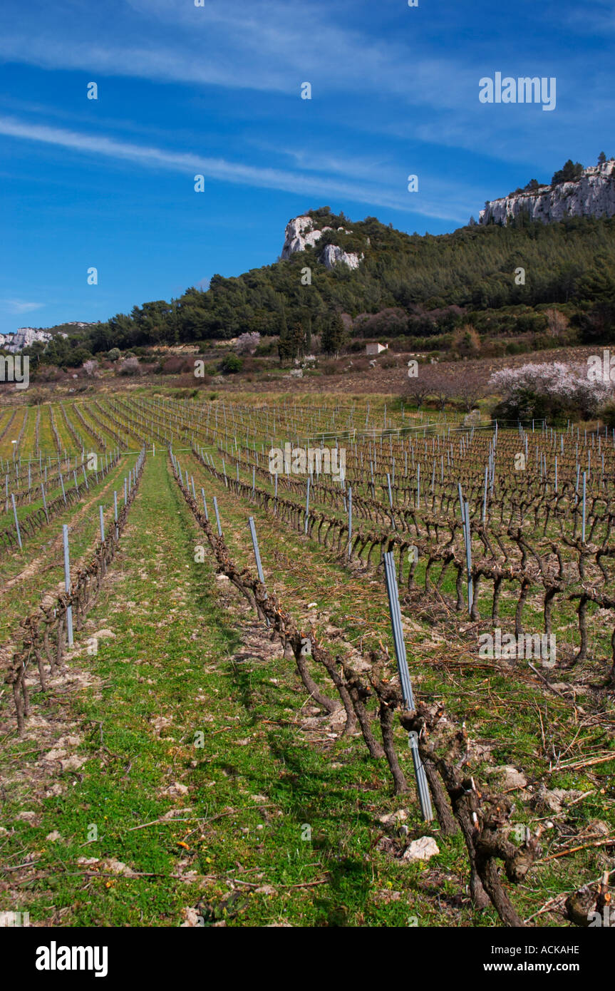 Vineyards below the mountains. Vines winter pruned in Cordon Royat Château Barbanau and Clos Val-Bruyere Cassis Cote d’Azur Var Stock Photo