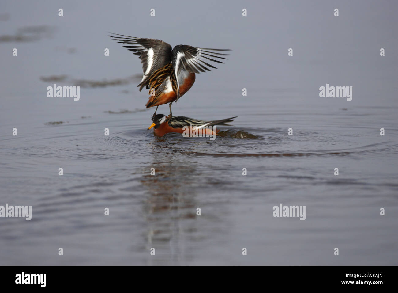 Grey Phalarope Phalaropus fulicarius attacking another on the water in North Spitsbergen The Arctic Stock Photo