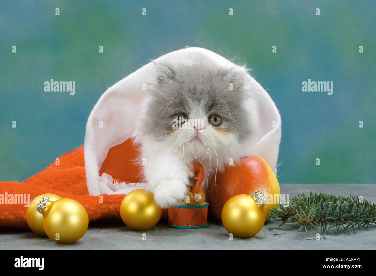 Persian kitten in santa claus cap Stock Photo