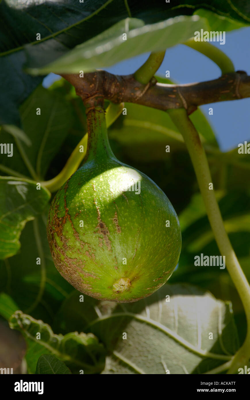 Latin, Ficus carica. Common, Common Fig Tree, Brown Turkey Fig. A nearly ripened fig on the tree Stock Photo