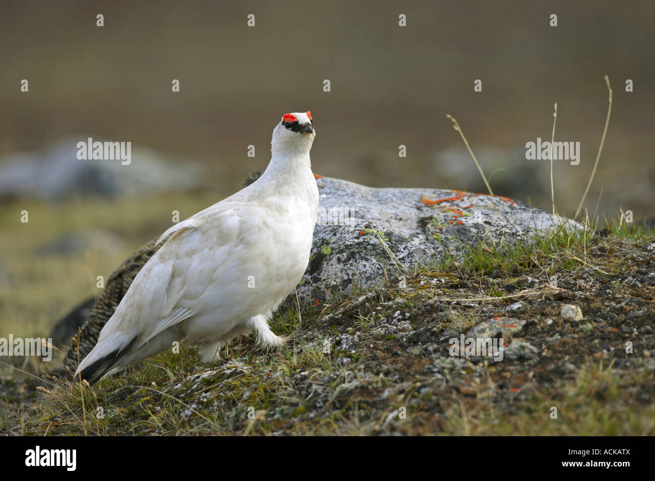 White feather in red tundra hires stock photography and images Alamy
