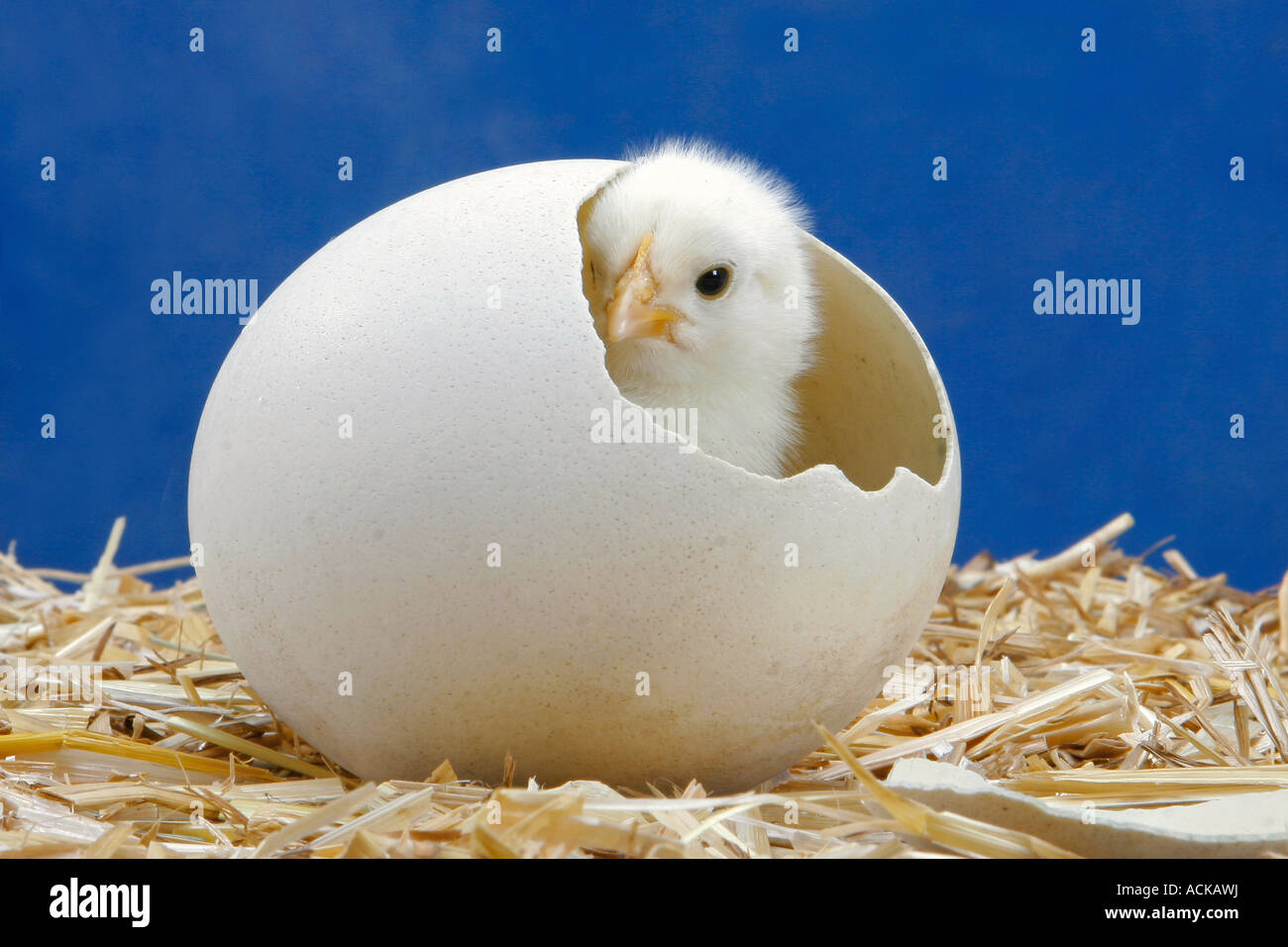 Domestic Chicken. Chick in egg Stock Photo - Alamy