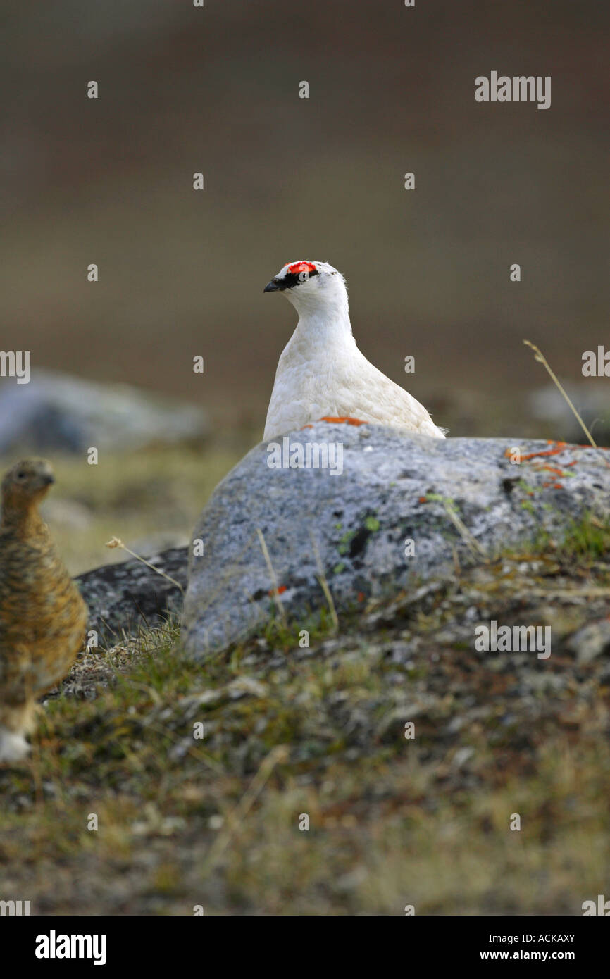 Svalbard Ptarmigan Lagopus lagopus hyperboreus in white winter plumage