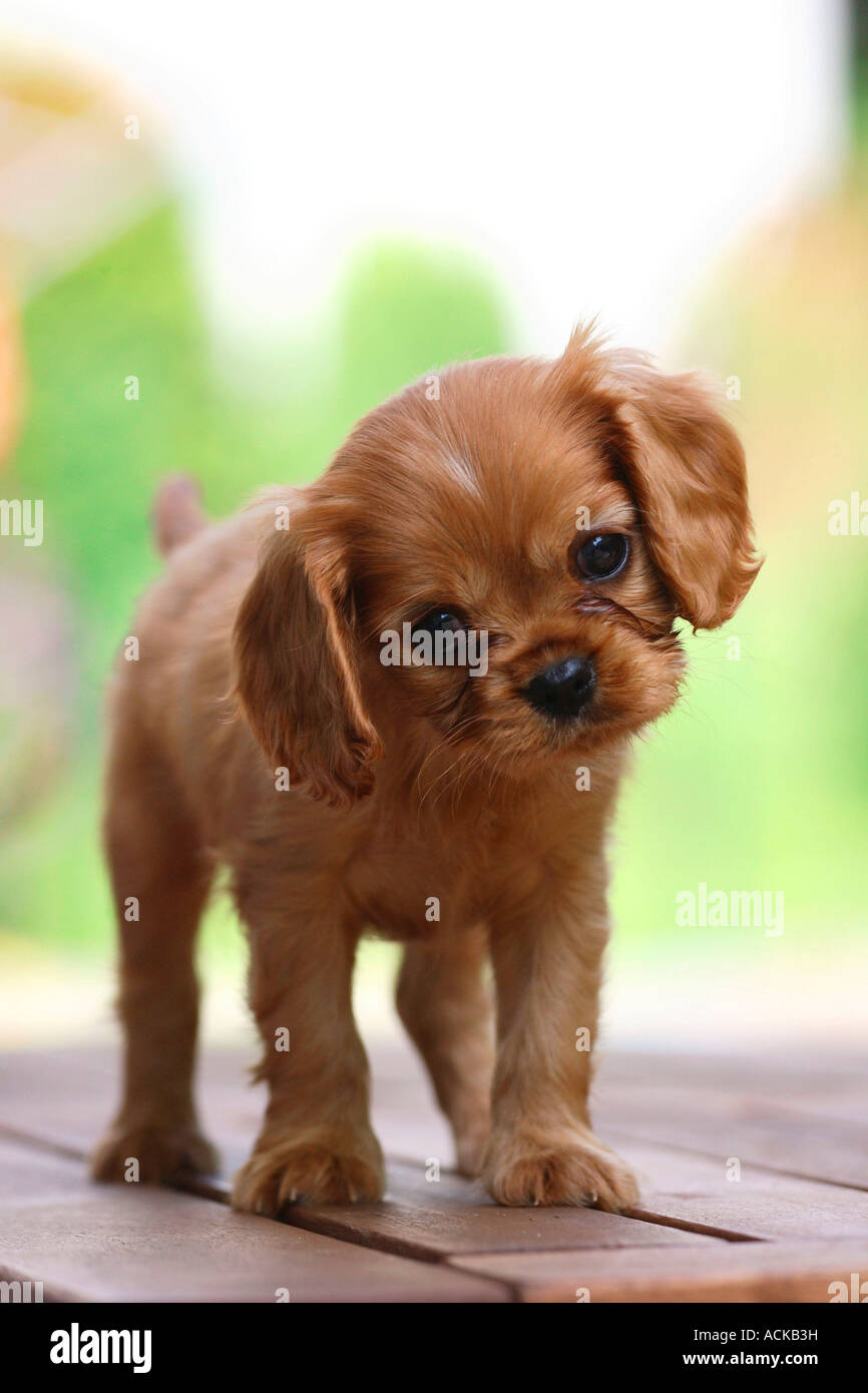 king charles spaniel ruby puppy