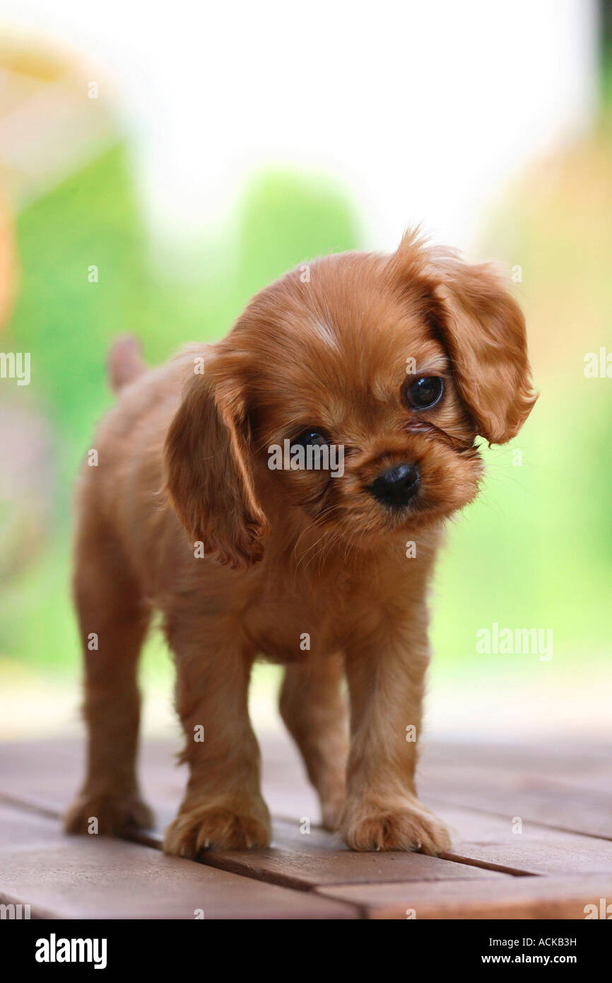 ruby cavalier king charles spaniel puppy