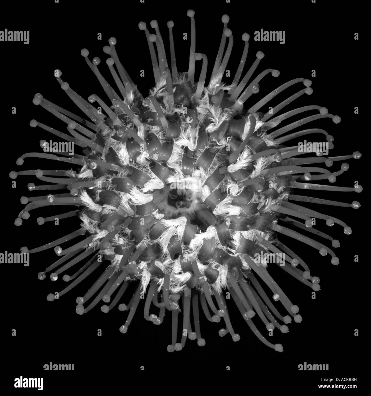 Pinhead flower in mono Stock Photo Alamy