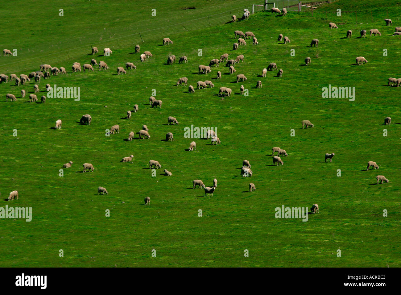 Sheep farm New Zealand Stock Photo