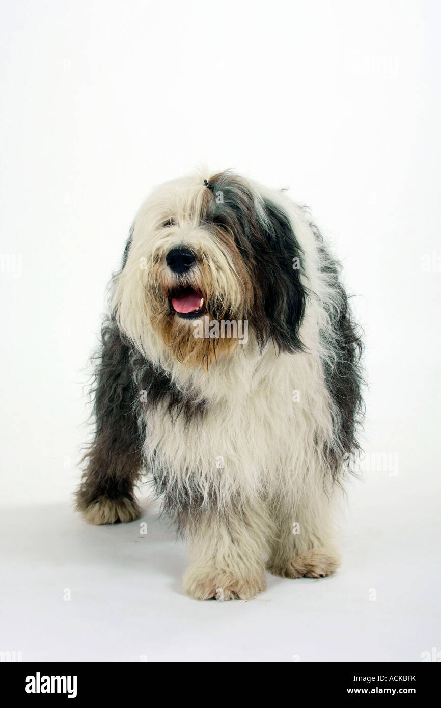 Bobtail and Bearded Collies, Old English Shepherd Dog Stock Photo - Alamy