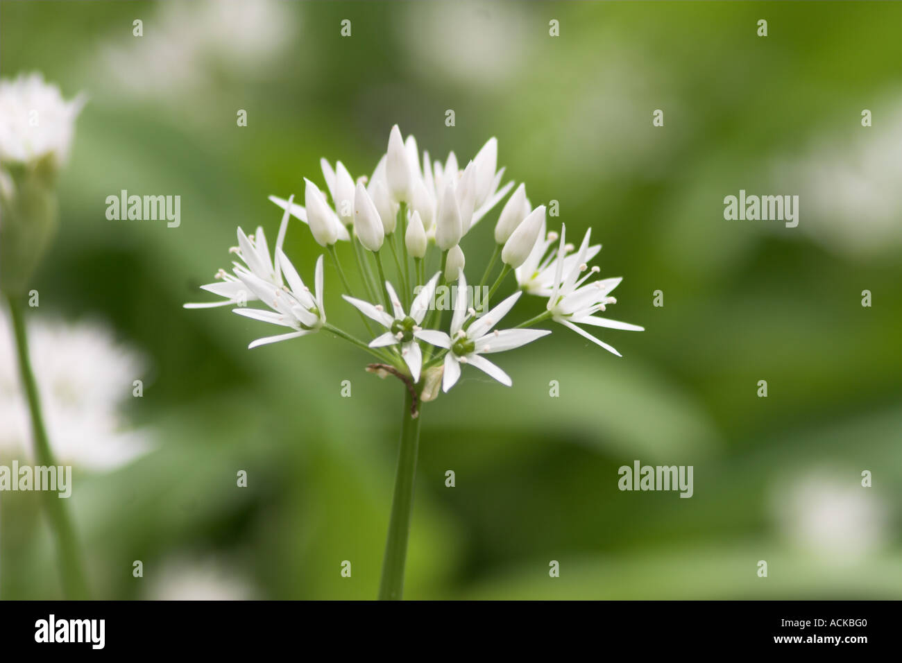 Allium White Wild Garlic Stock Photo
