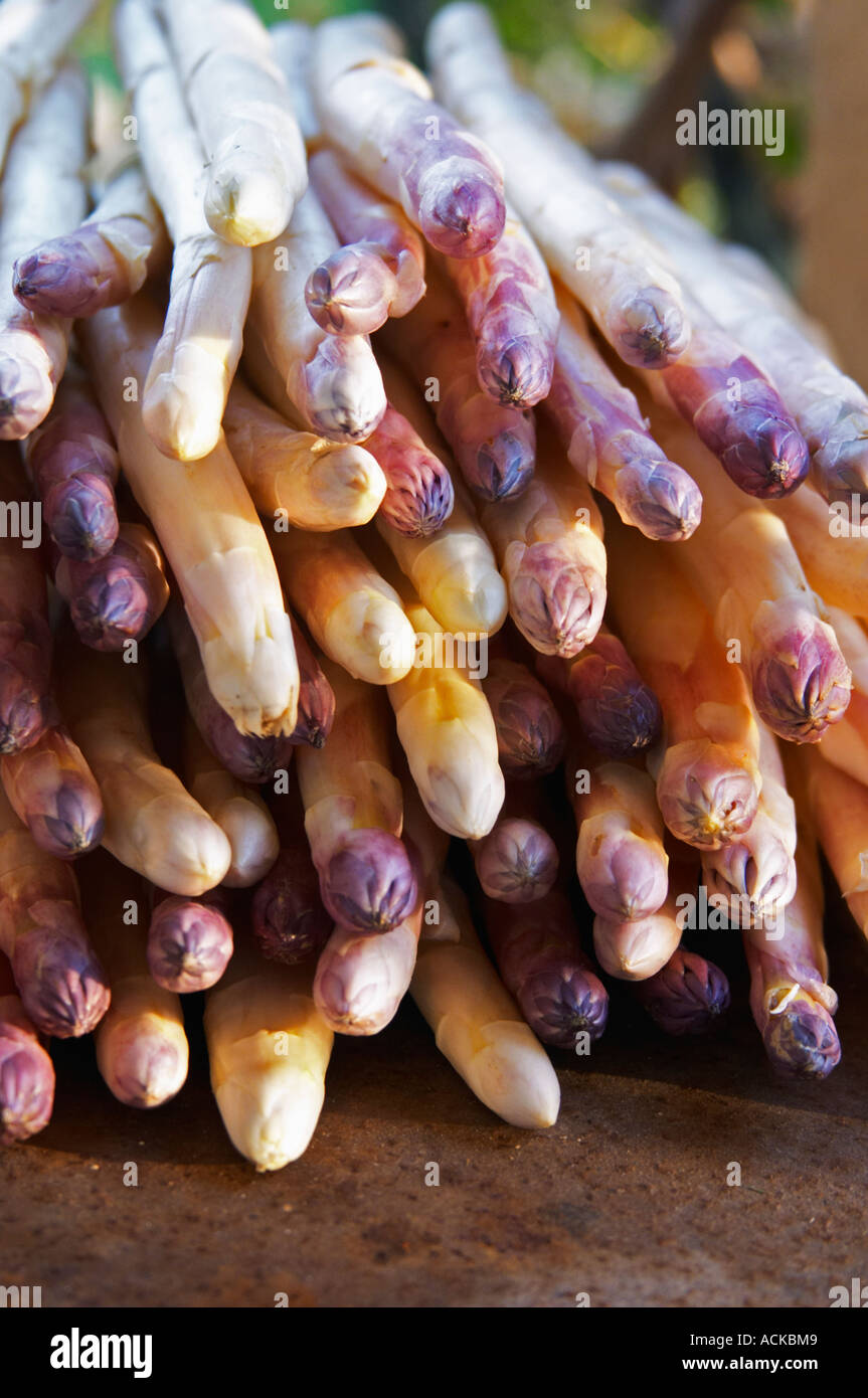 A big pile of white asparagus with violet tipped tip on a dark brown rusty iron table top Clos des Iles Le Brusc Six Fours Cote Stock Photo