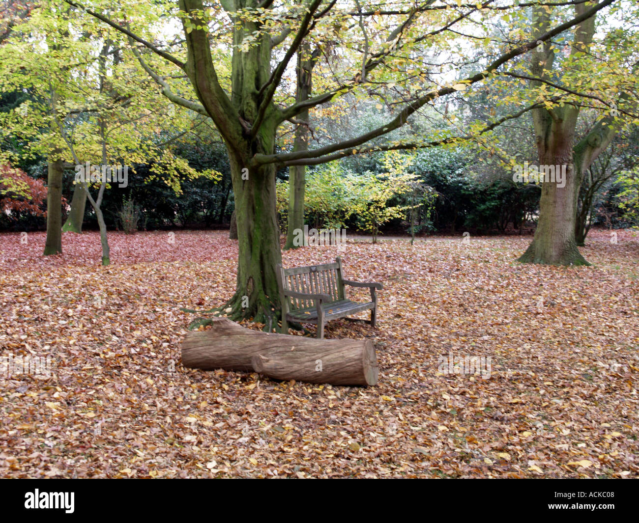Bench and tree in Park Stock Photo