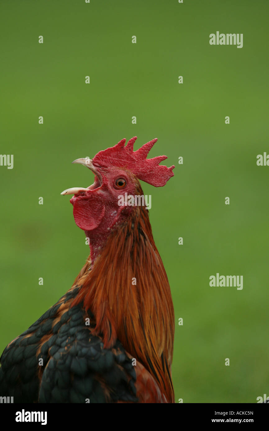 Cocker Crowing Cockeral and morning hi-res stock photography and images - Alamy
