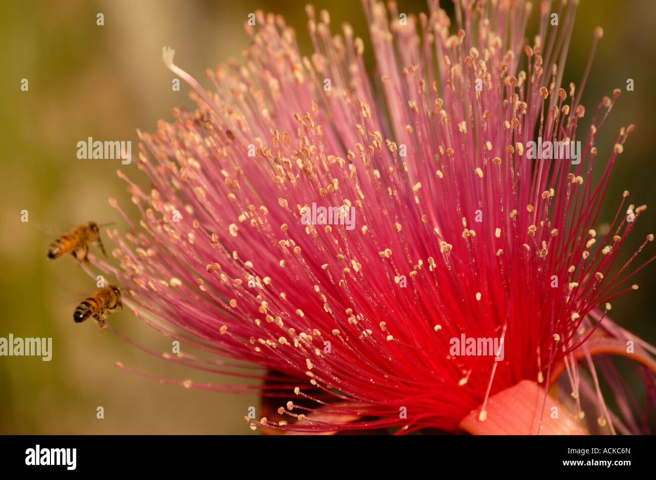 Shaving Brush Flower Stock Photo Alamy