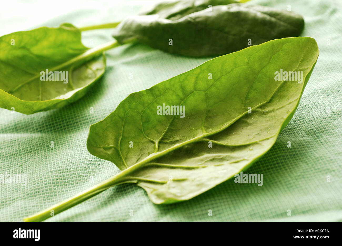 spinach leaves Stock Photo