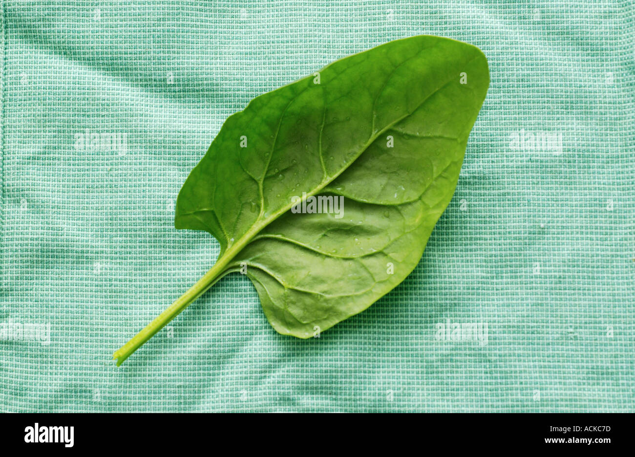 Popeye spinach hires stock photography and images Alamy