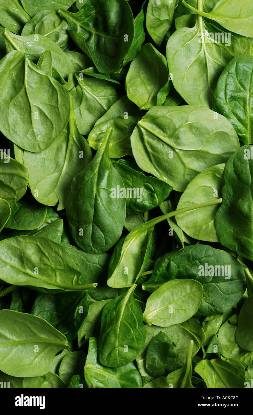 baby spinach leaf background Stock Photo