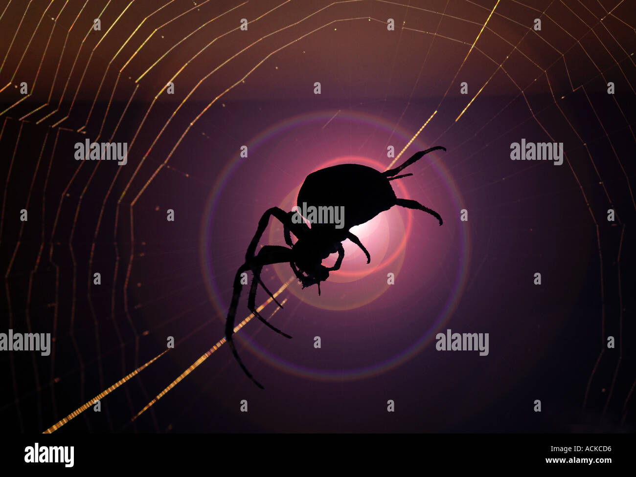 THE NIGHT CRAWLER Stock Photo Alamy