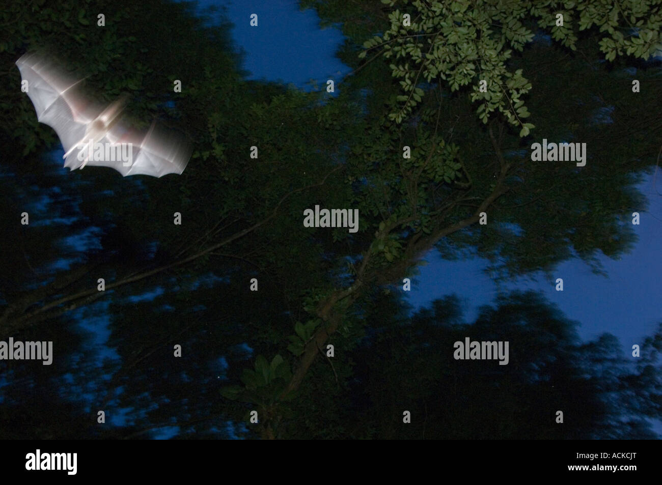 Bats leaving daytime roost, Trinidad, West Indies, Caribbean WILD Stock