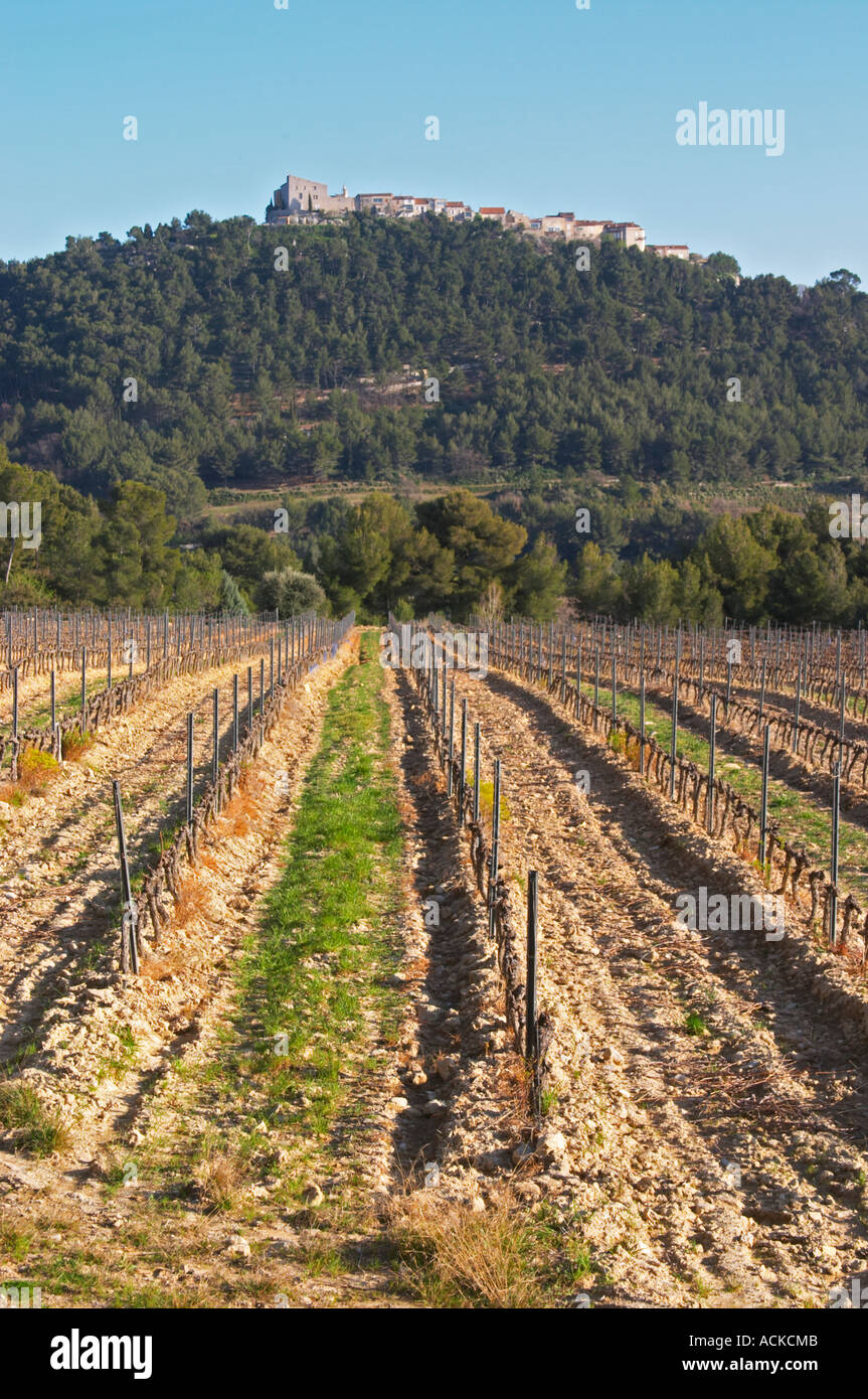 View over the vineyard in spring, vines in Cordon Royat training, the Le Castelet village on a hill top in the background. Mourvedre Domaine de la Tour du Bon Le Castellet Bandol Var Cote d’Azur France Stock Photo