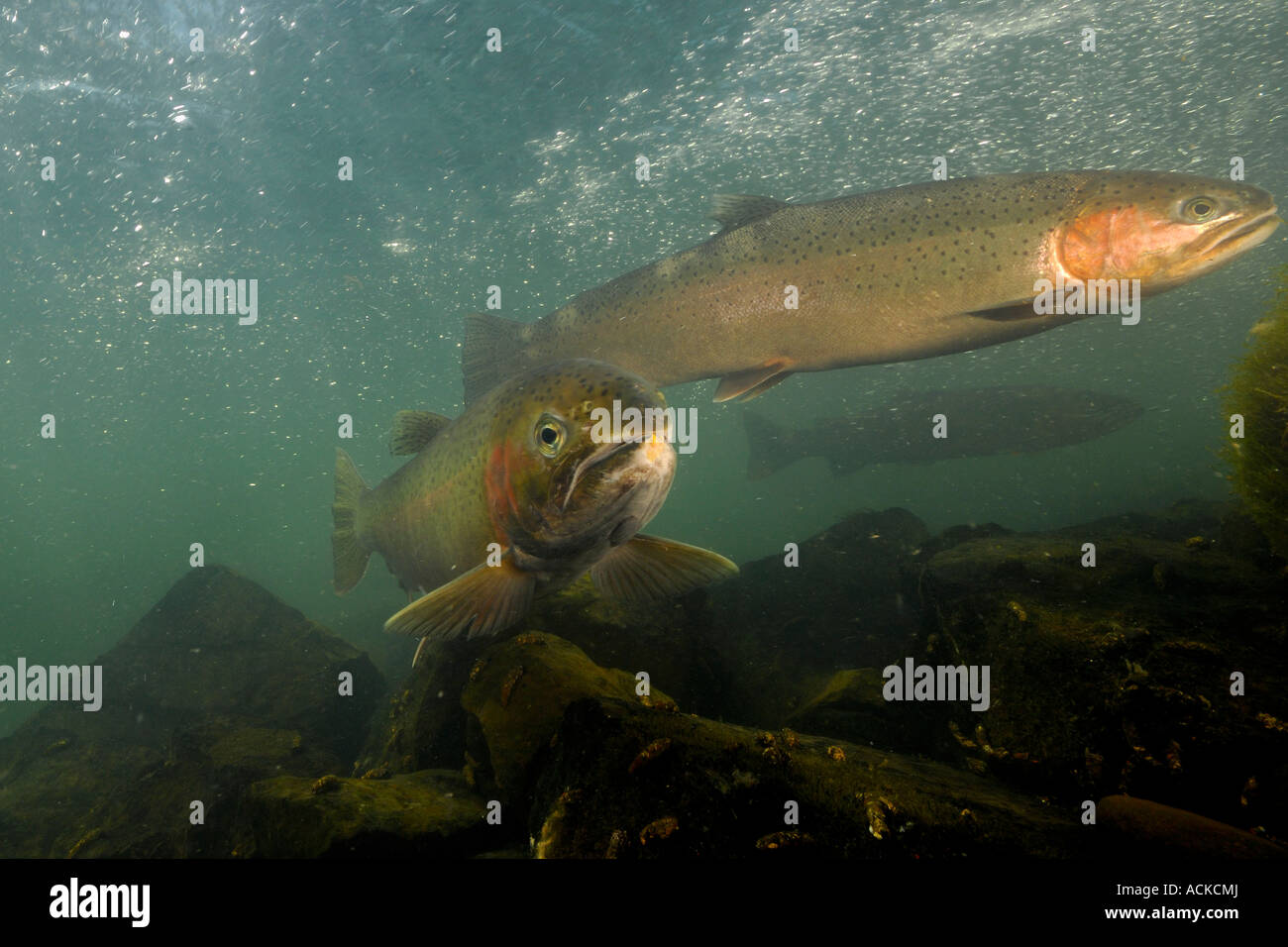 Oregon steelhead underwater hires stock photography and images Alamy