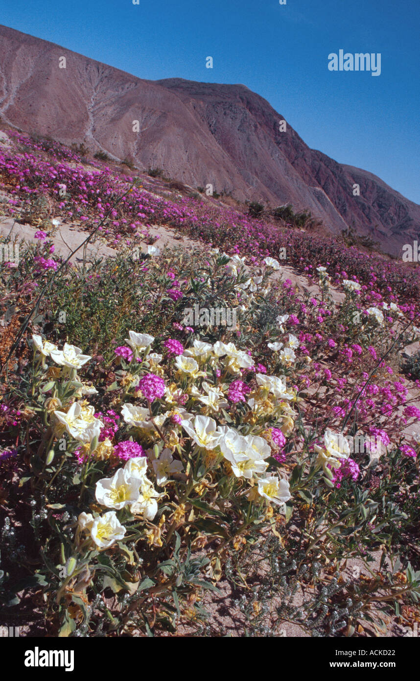 blooming desert Stock Photo