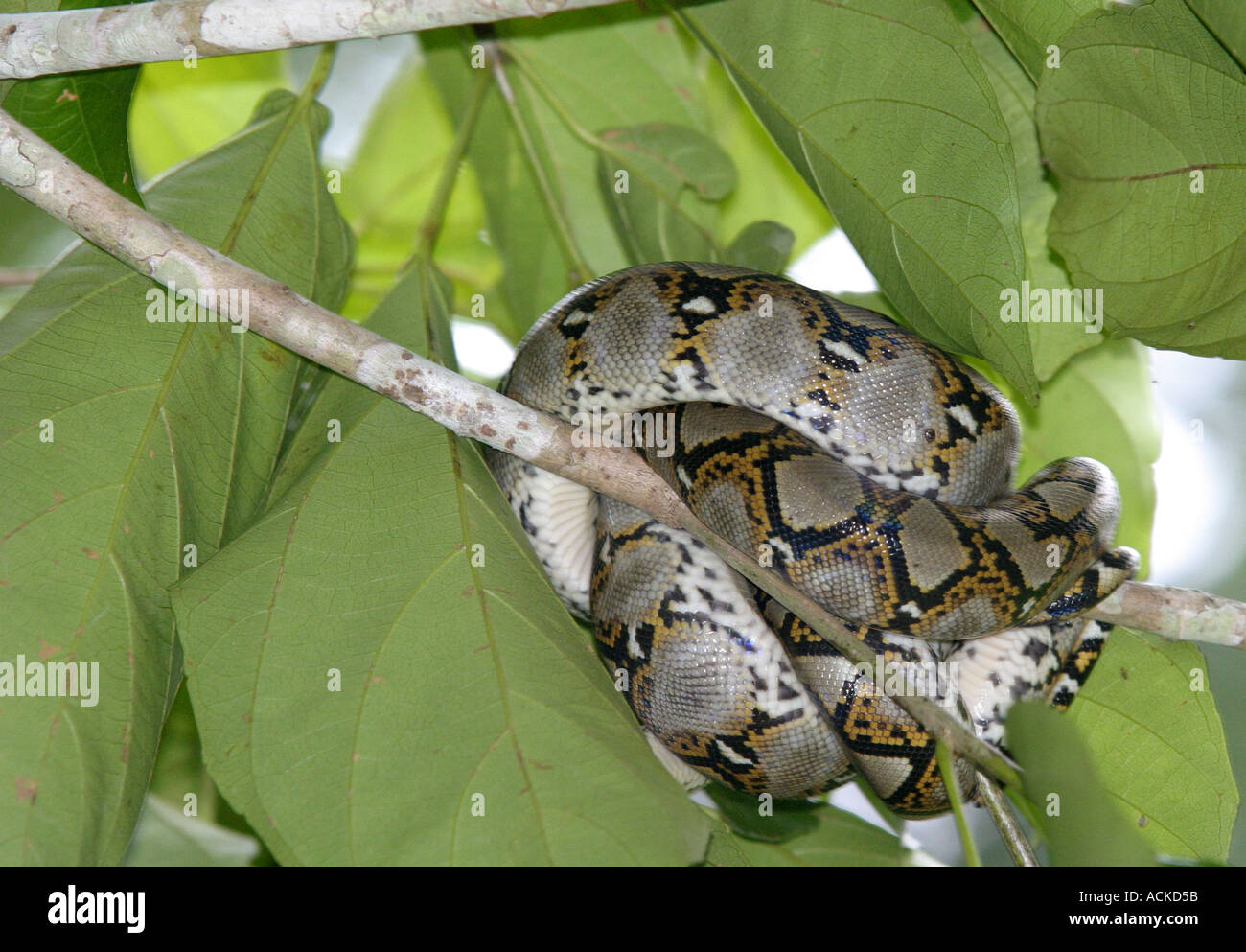 Python in tree Stock Photo - Alamy