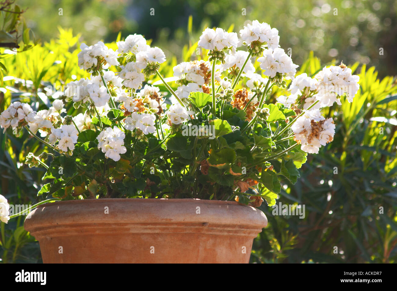 White geranium flowers in a big flower pot the garden Clos des Iles Le Brusc Six Fours Cote d’Azur Var France Stock Photo