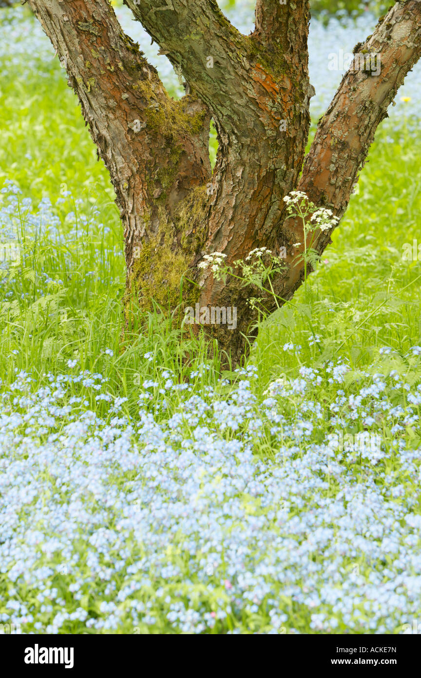Forget me not flowers and plants hi-res stock photography and images ...
