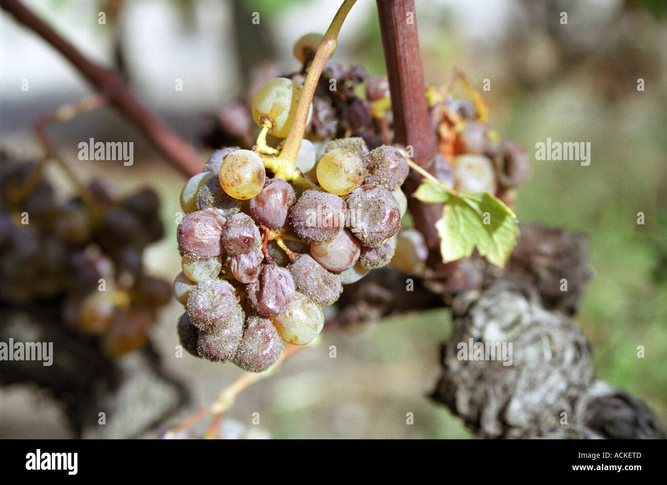 Semillon grapes with noble rot.   at harvest time  Chateau Raymond Lafon, Meslier, Sauternes, Bordeaux, Aquitaine, Gironde, France, Europe Stock Photo