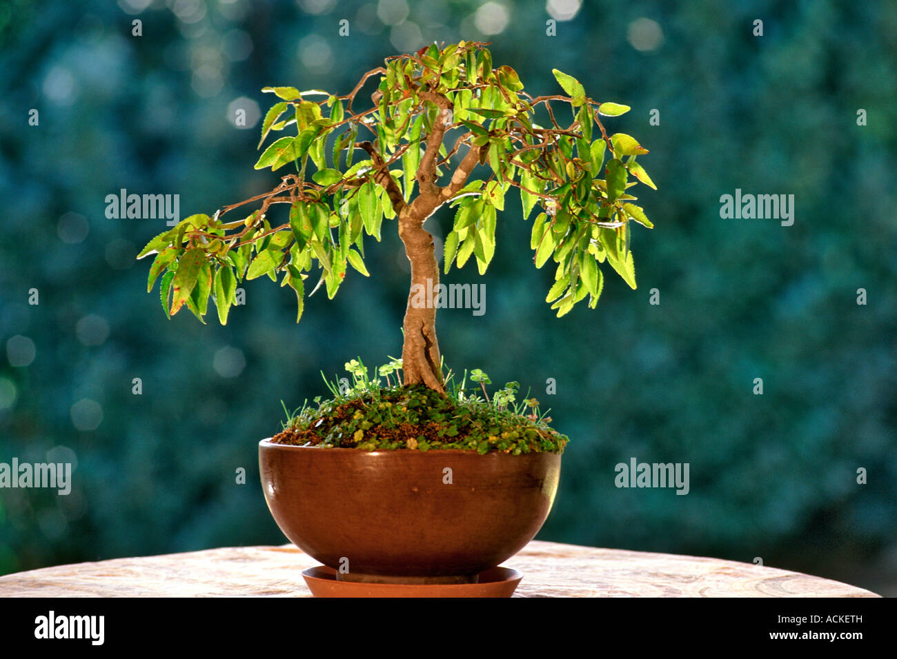 A bonsai tree on a table. Stock Photo