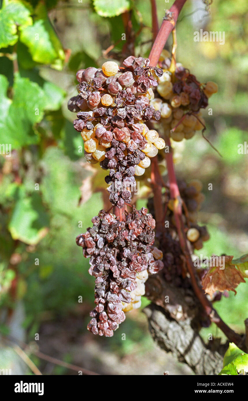 Two bunches of Semillon grapes with noble rot and many dried grapes   at harvest time  Chateau Raymond Lafon, Meslier, Sauternes, Bordeaux, Aquitaine, Gironde, France, Europe Stock Photo
