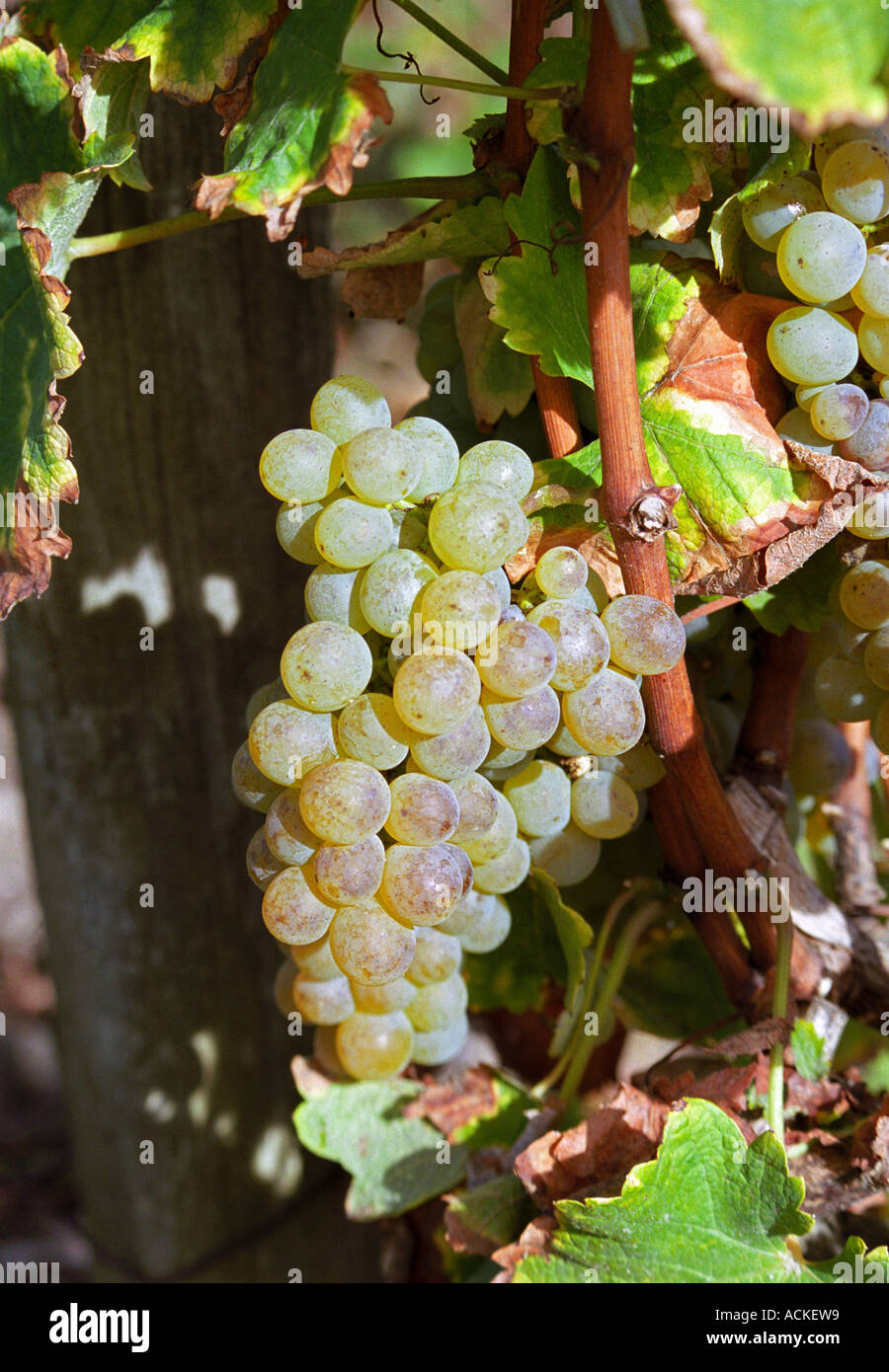 Semillon grapes that have turned colour from green to golden brown brownish but not yet with noble rot   at harvest time  Chateau Raymond Lafon, Meslier, Sauternes, Bordeaux, Aquitaine, Gironde, France, Europe Stock Photo