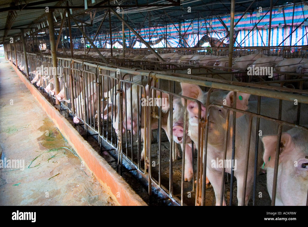 Penned Pigs Chinese Farm near Dongguan Guangdong Province China Stock Photo