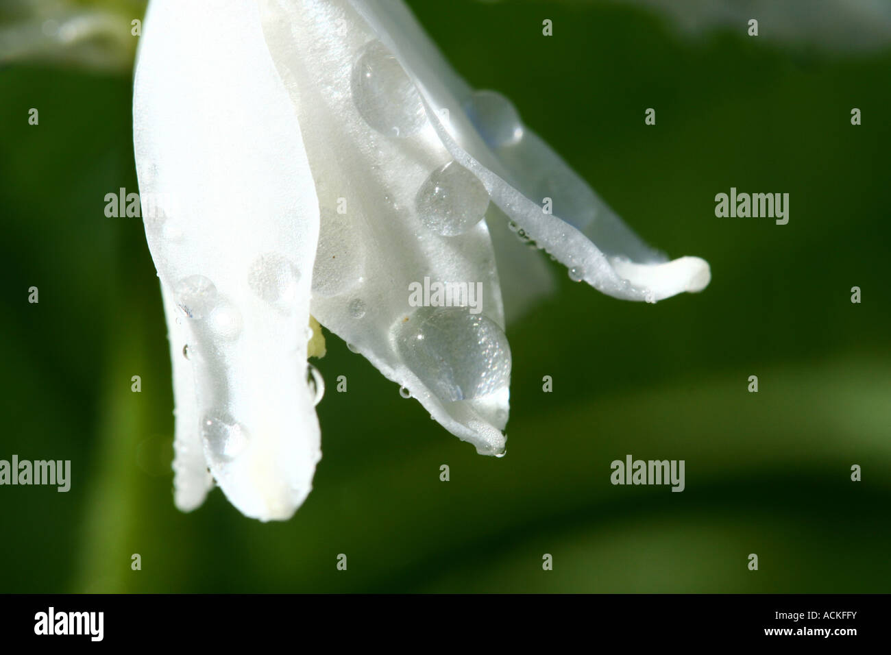 Water drop in bloom hi-res stock photography and images - Alamy