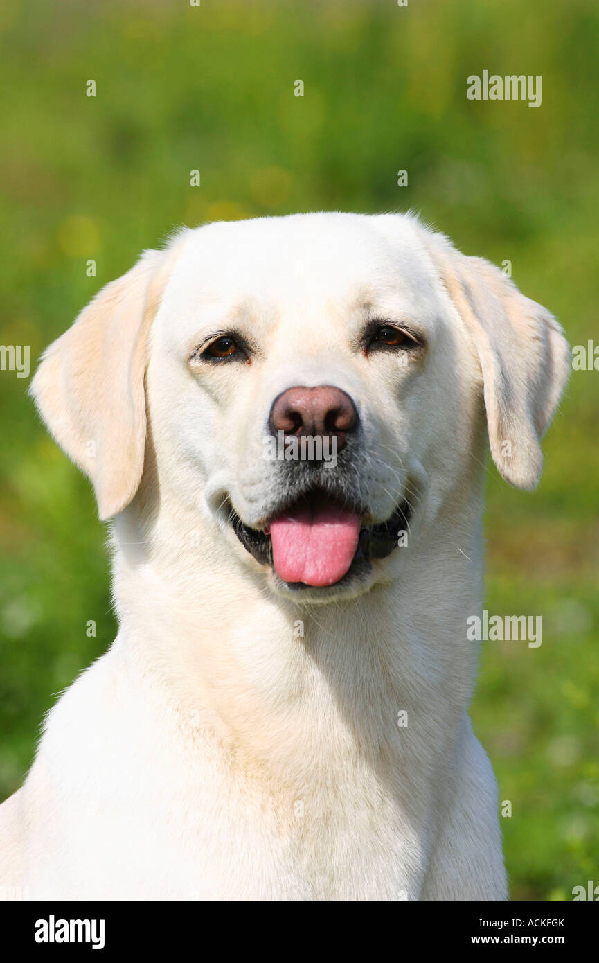 Labrador Retriever Stock Photo