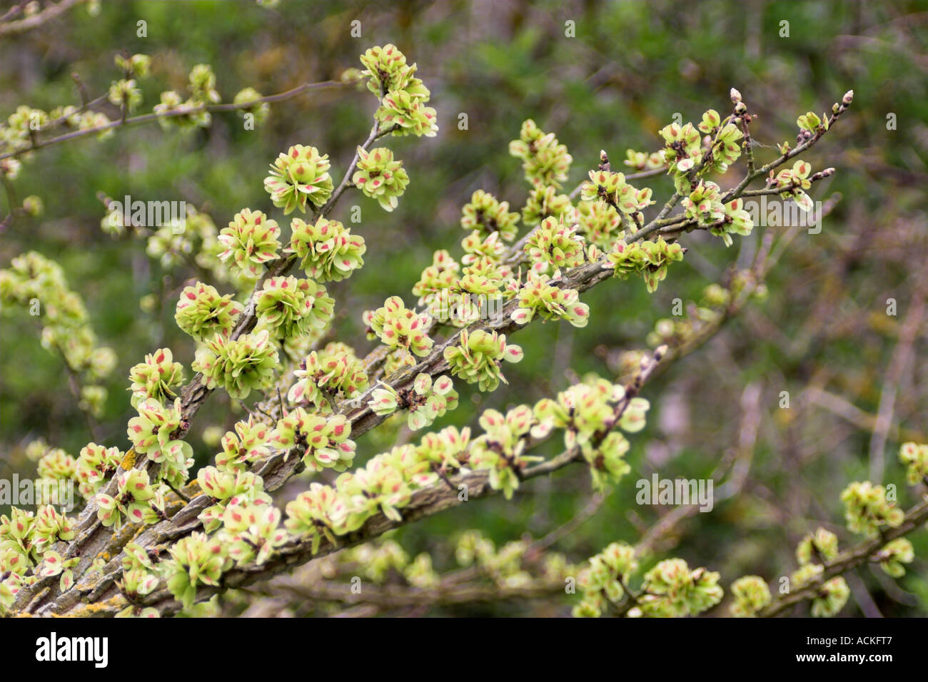 Dying English Elm in woods with green and red seedlings in wooded area Stock Photo