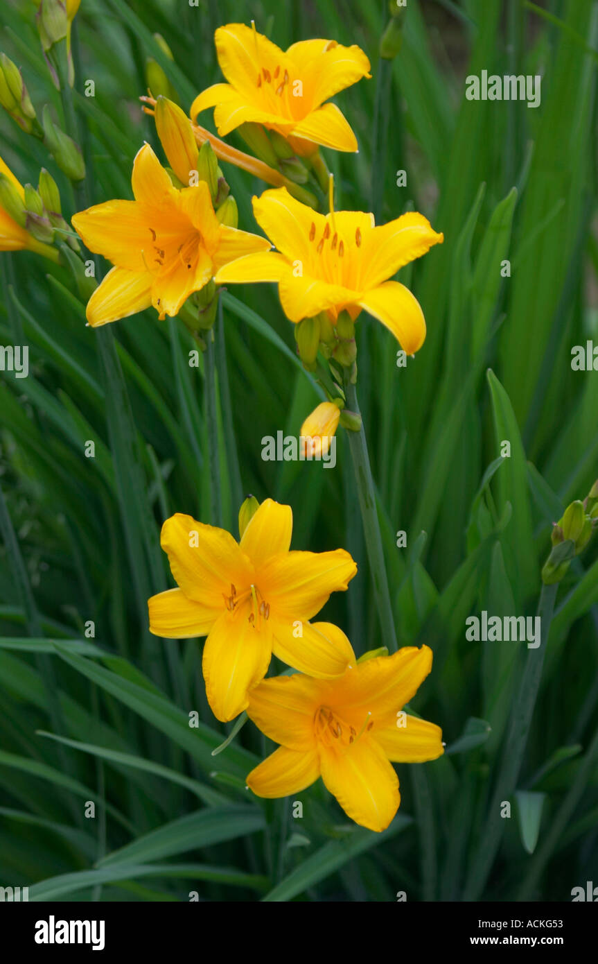 five yellow lilies Stock Photo Alamy
