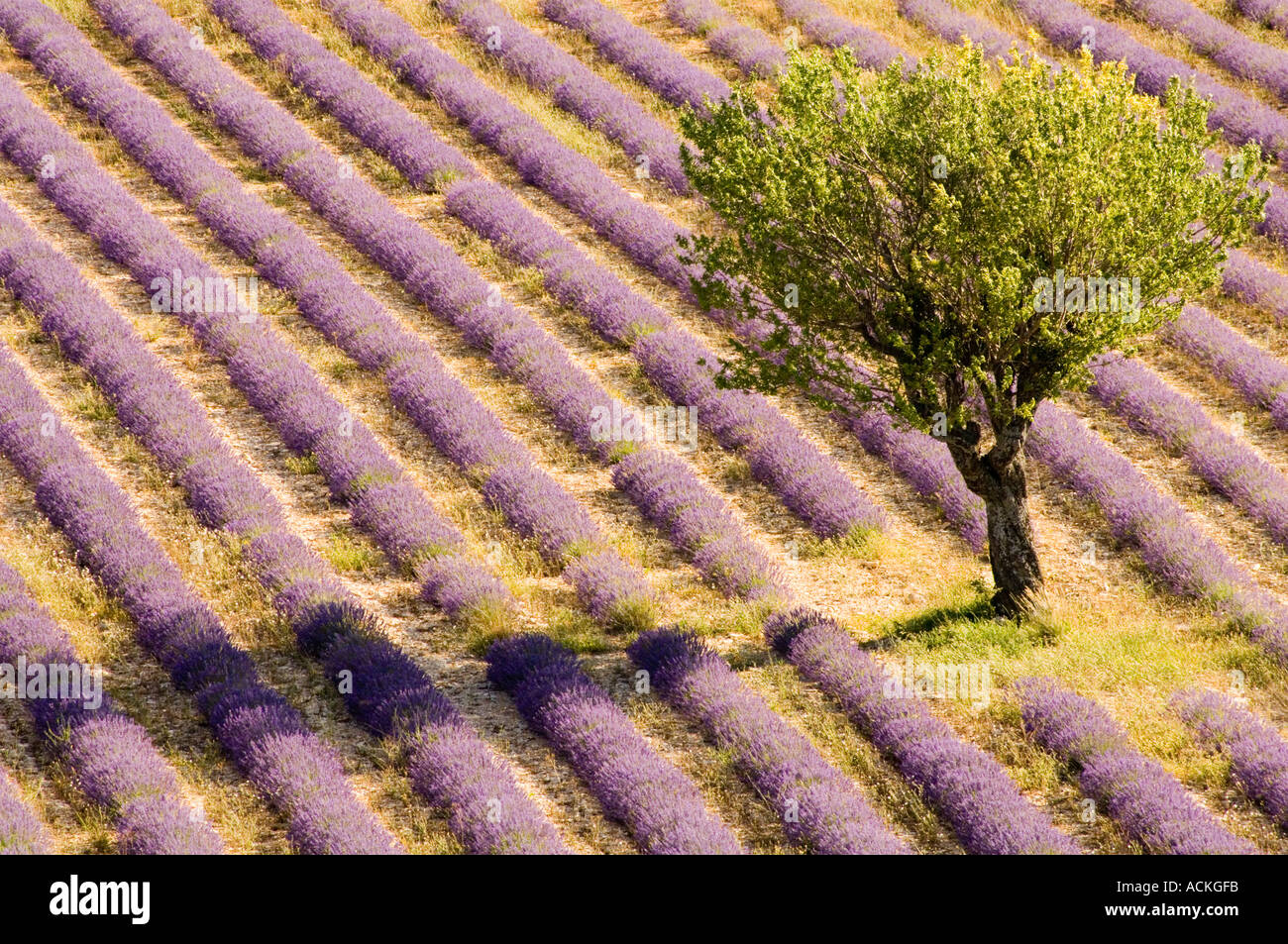Tree in Lavender field Stock Photo