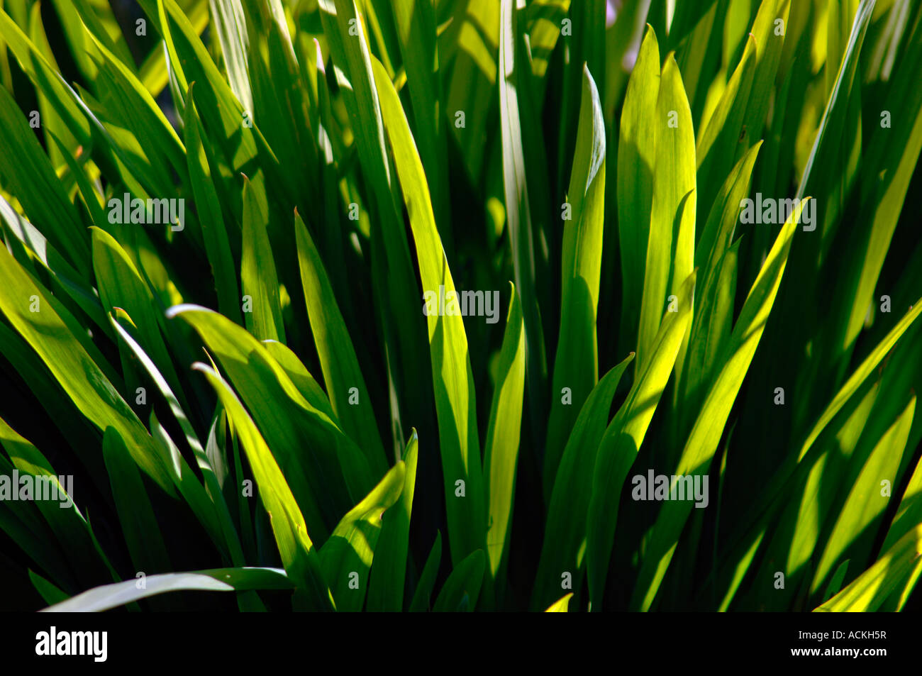 Ths Sun Backlighting A Bunch Of Green Leaves. Stock Photo