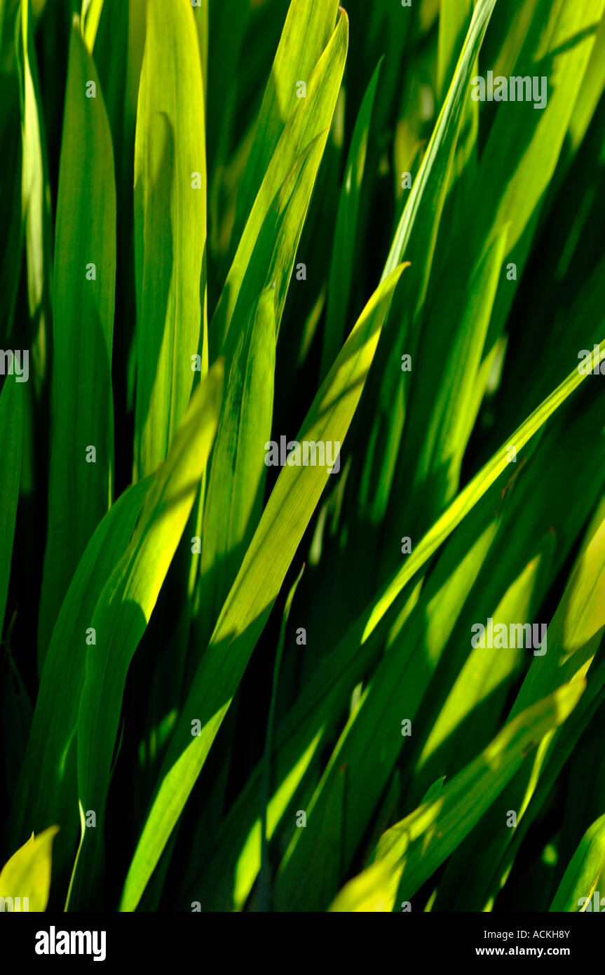 Ths Sun Backlighting A Bunch Of Green Leaves. Stock Photo