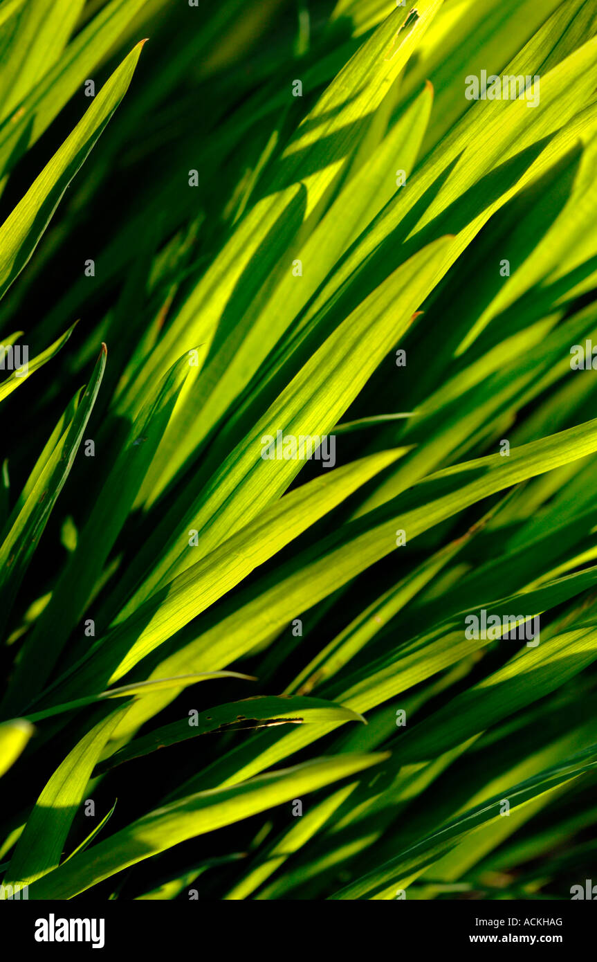 Ths Sun Backlighting A Bunch Of Green Leaves. Stock Photo