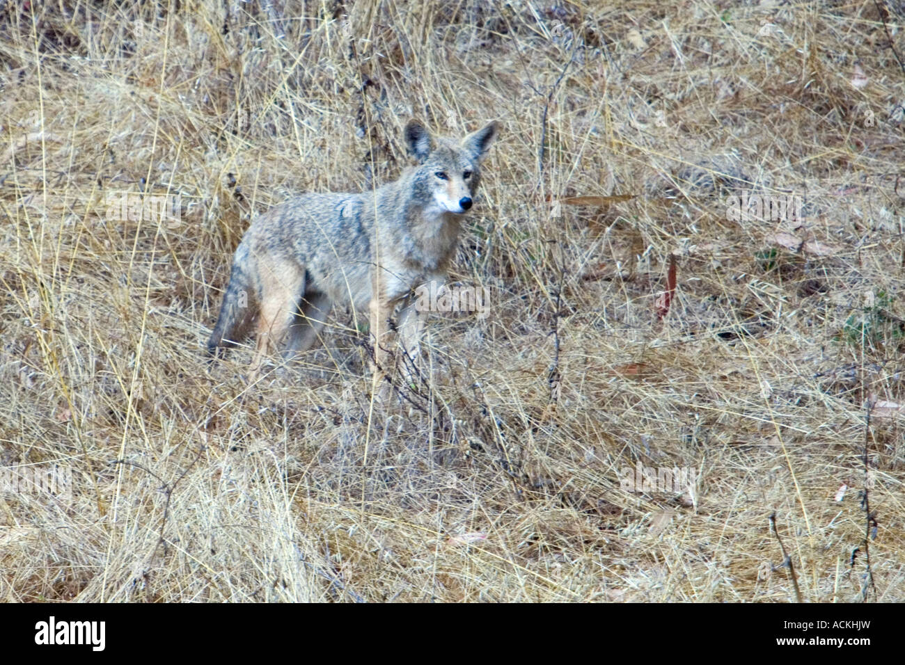 Coyote hunting for prey Stock Photo Alamy