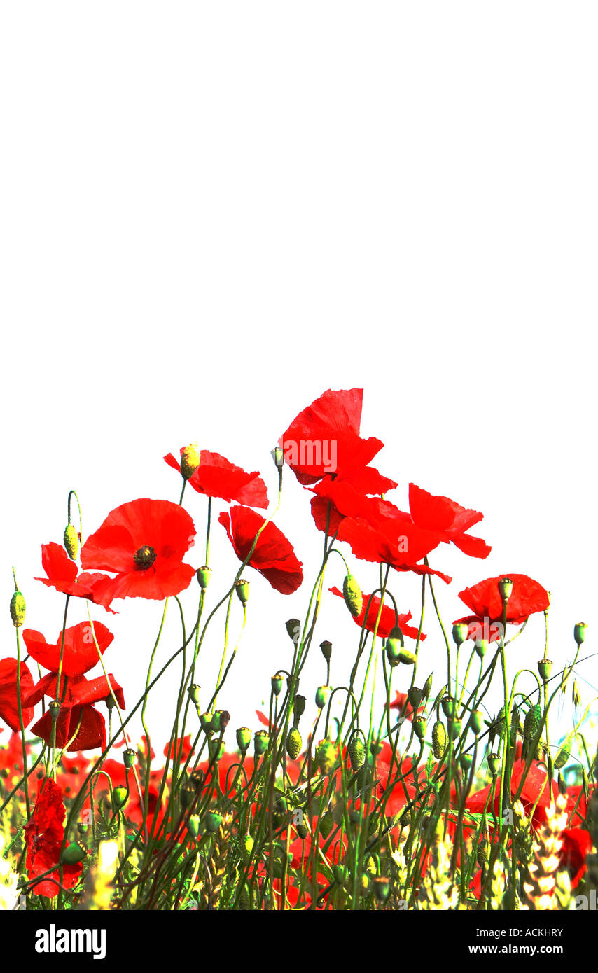 The Corn Poppy Field Poppy Flanders Poppy or Red Poppy is the wild ...