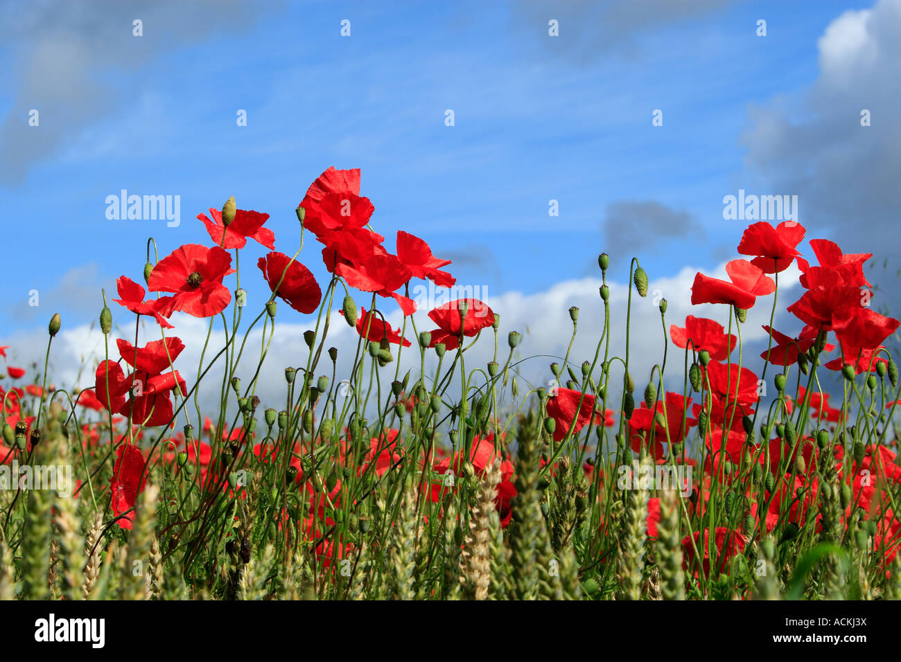 The Corn Poppy Field Poppy Flanders Poppy or Red Poppy is the wild poppy of agricultural cultivation Papaver rhoeas It is a vari Stock Photo
