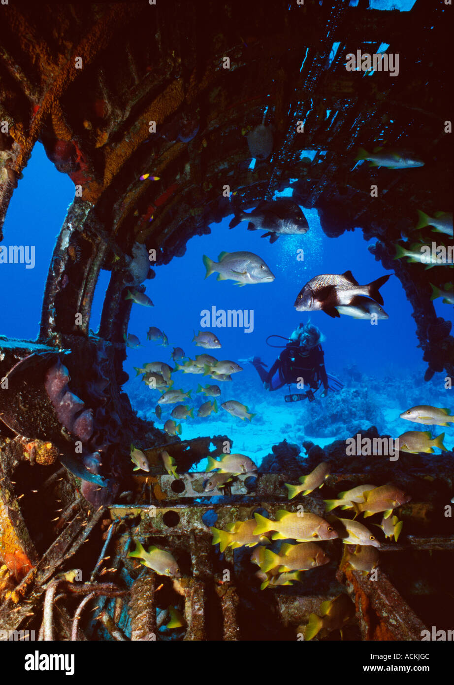 Turks Caicos South Caicos Airplane divesite Woman swimming in the back end of the open cockpit with schooling fish in the Stock Photo