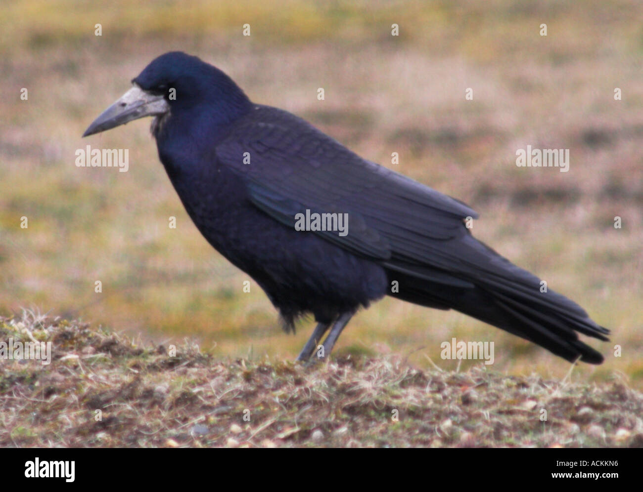Rook Corvus frugilegus Crow Family bird adult male long grey dagger